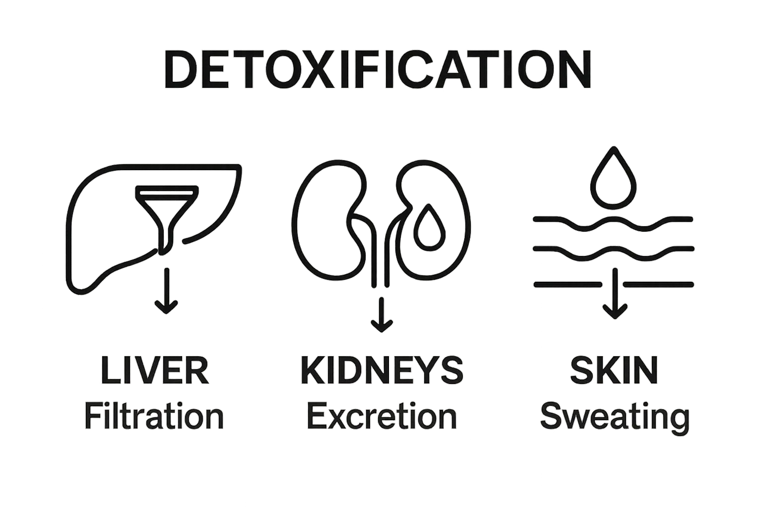 Infographic comparing liver, kidneys, and skin roles in detoxification