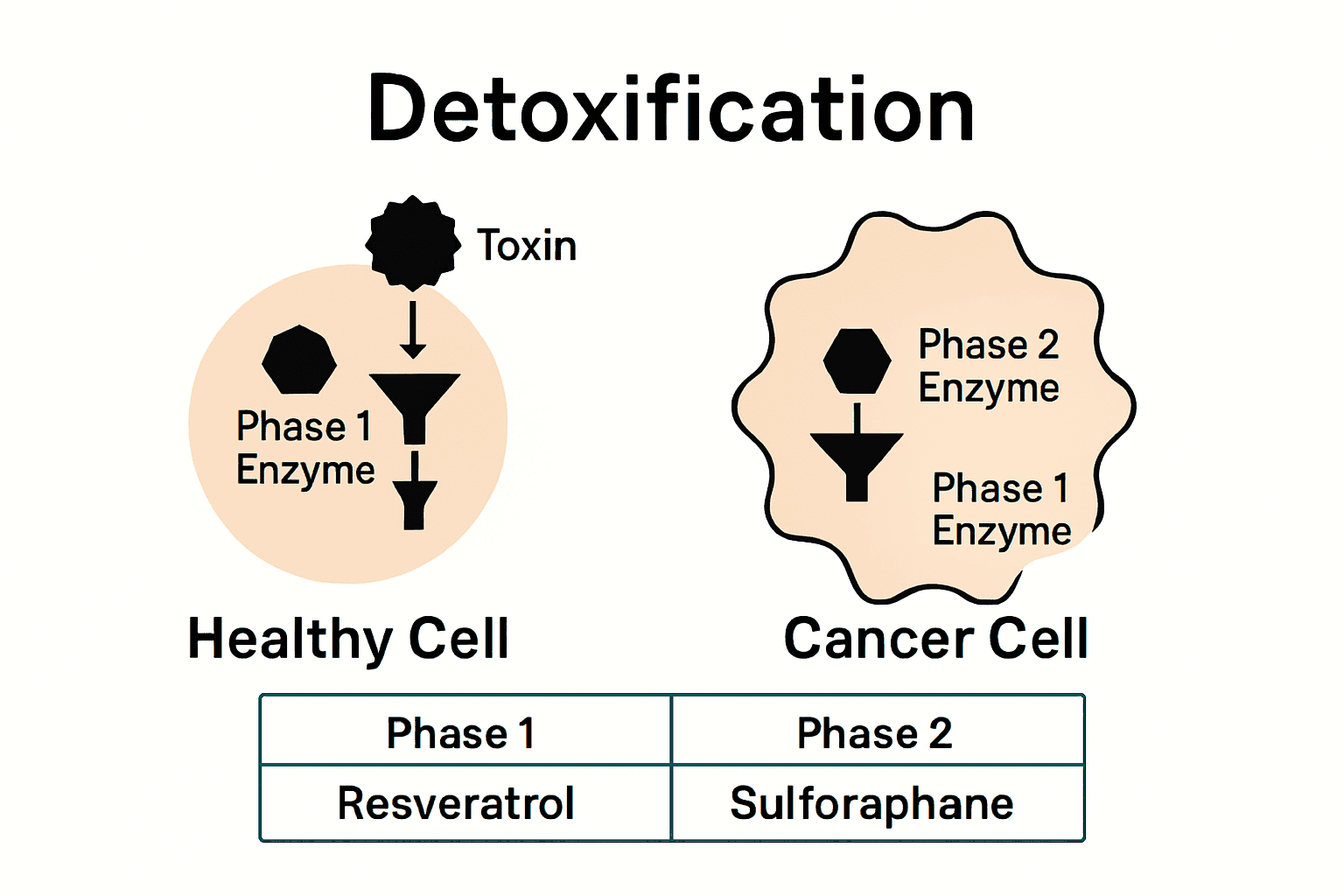 Infographic comparing healthy and cancer cell detox pathways
