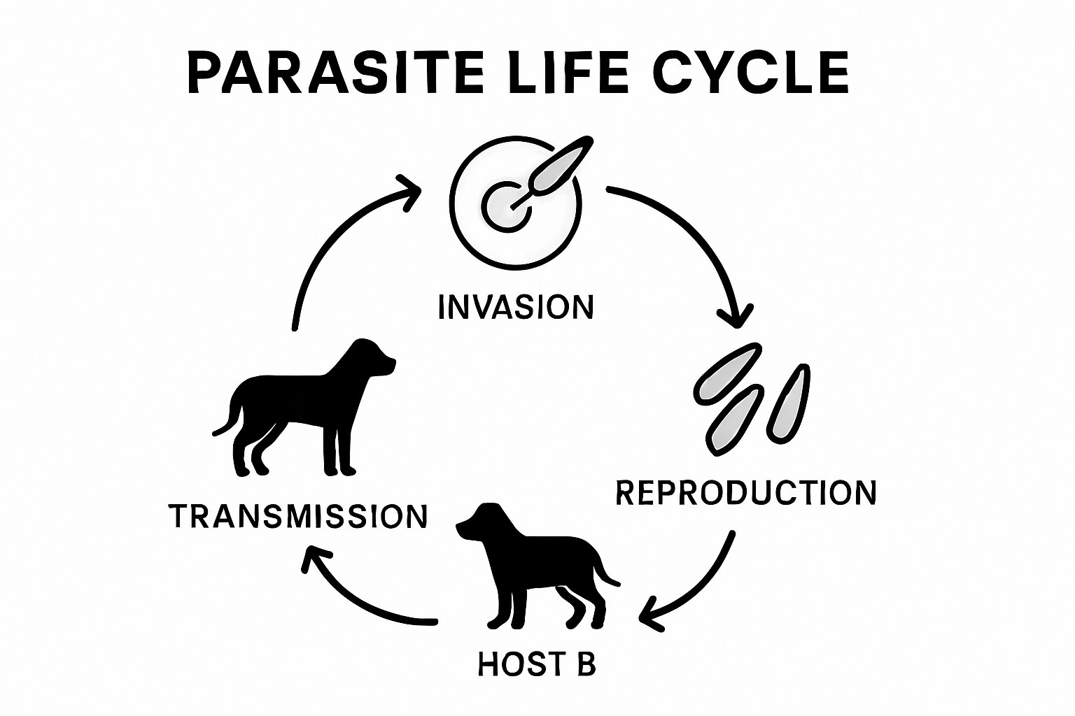 Three-step infographic of parasite life cycle