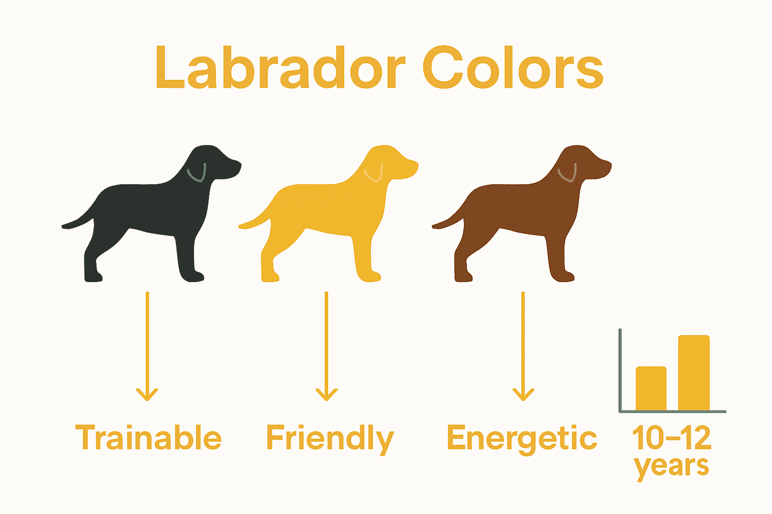 Infographic comparing Labrador coat colors and lifespans