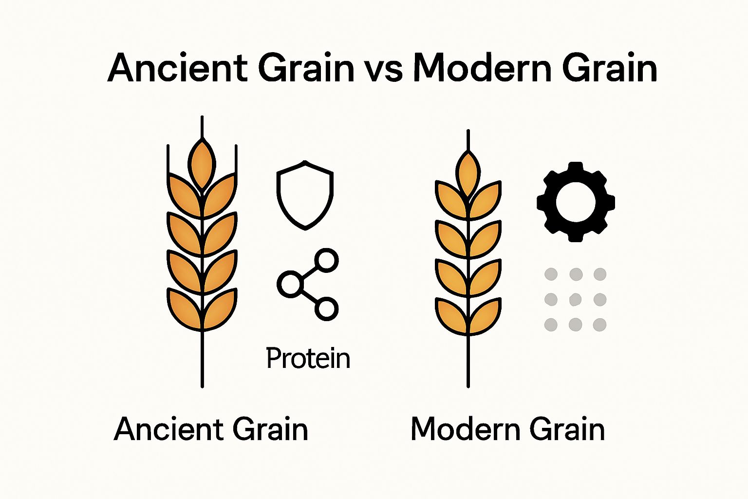 Simple comparison infographic showing ancient and modern grain differences