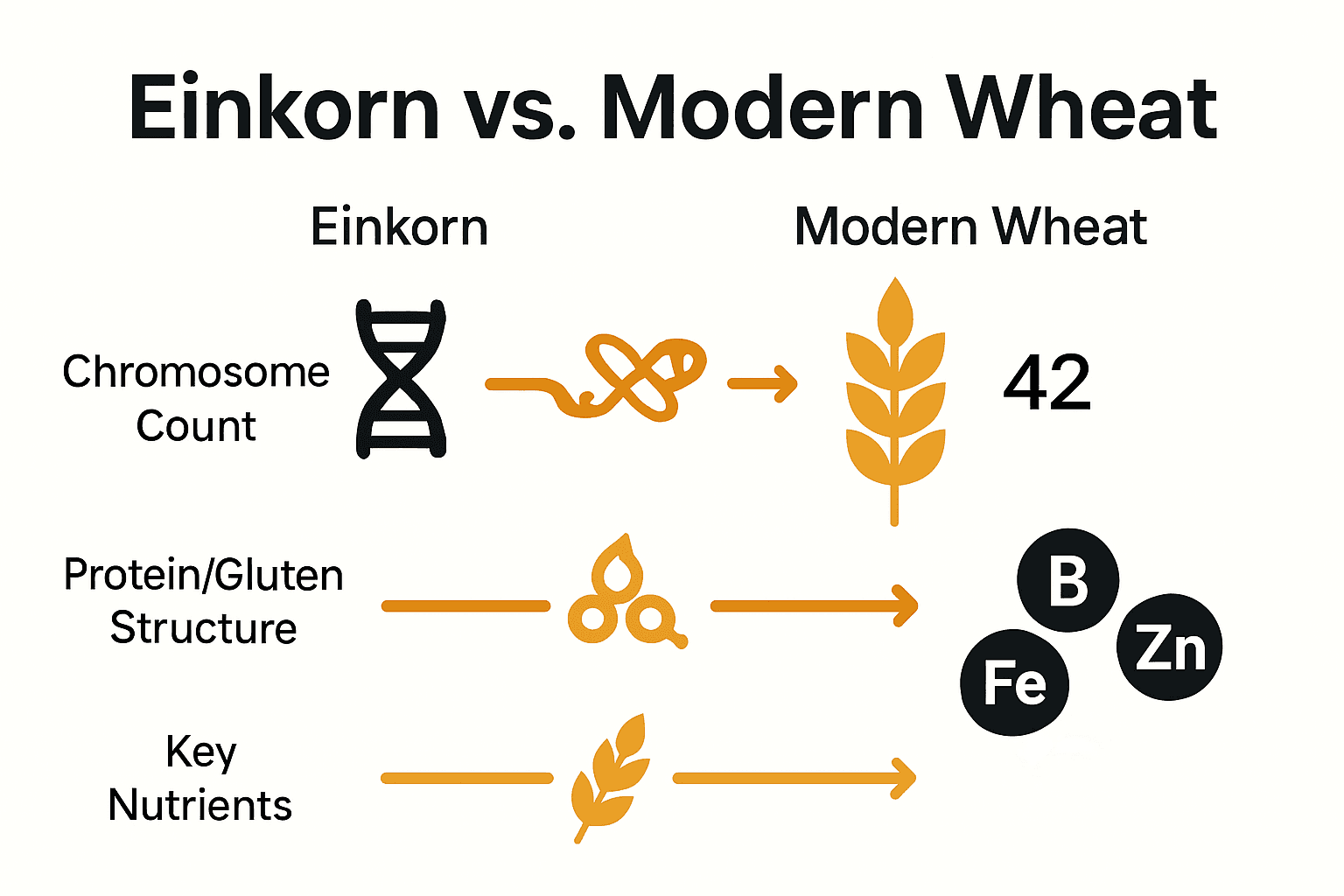 Infographic comparing einkorn and modern wheat genetics, proteins, and nutrients.