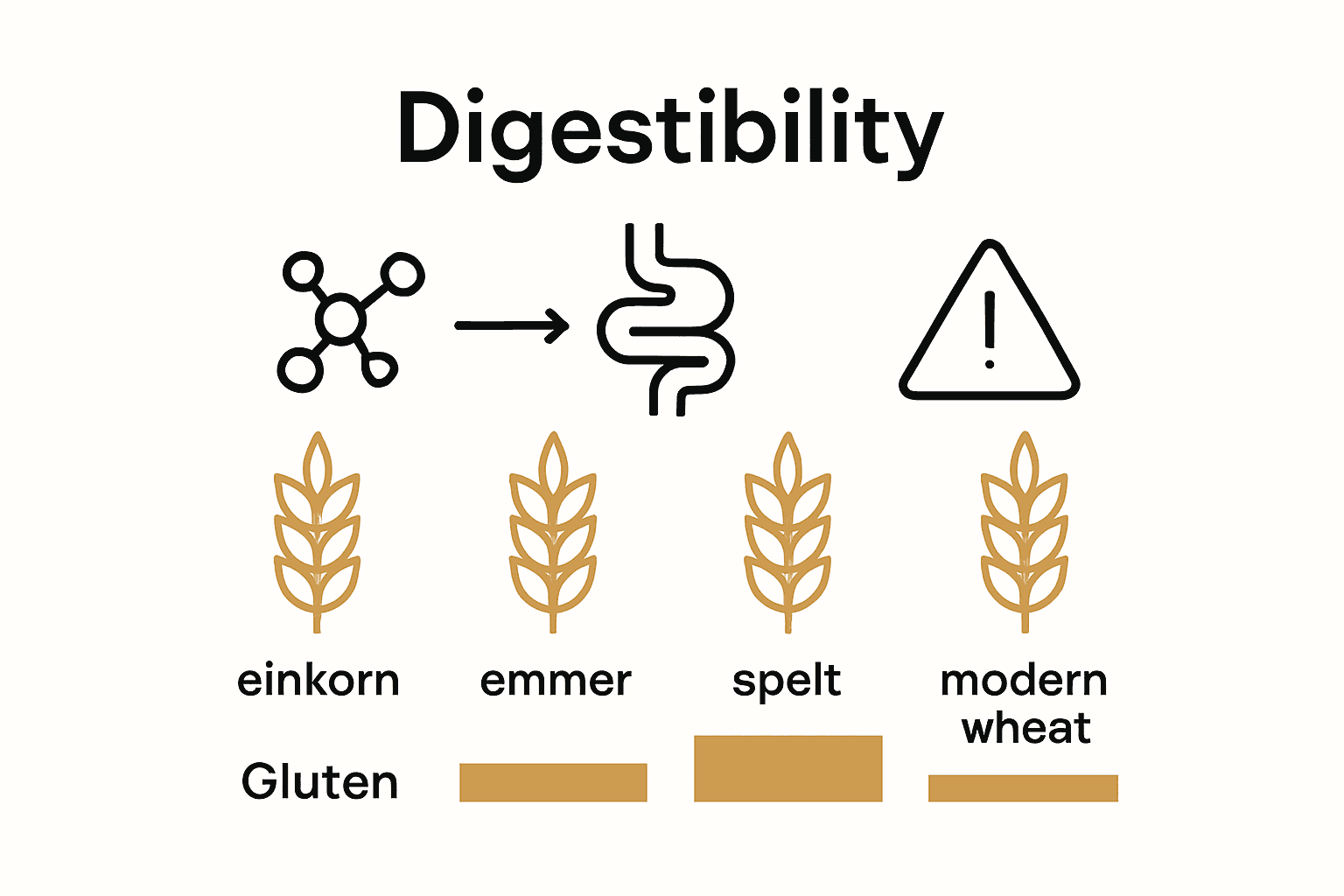 Infographic showing gluten differences in ancient grains versus modern wheat.