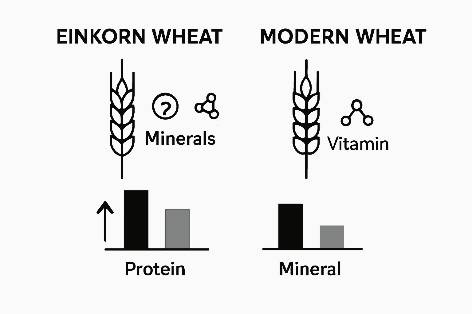 Comparison of einkorn vs modern wheat nutrition