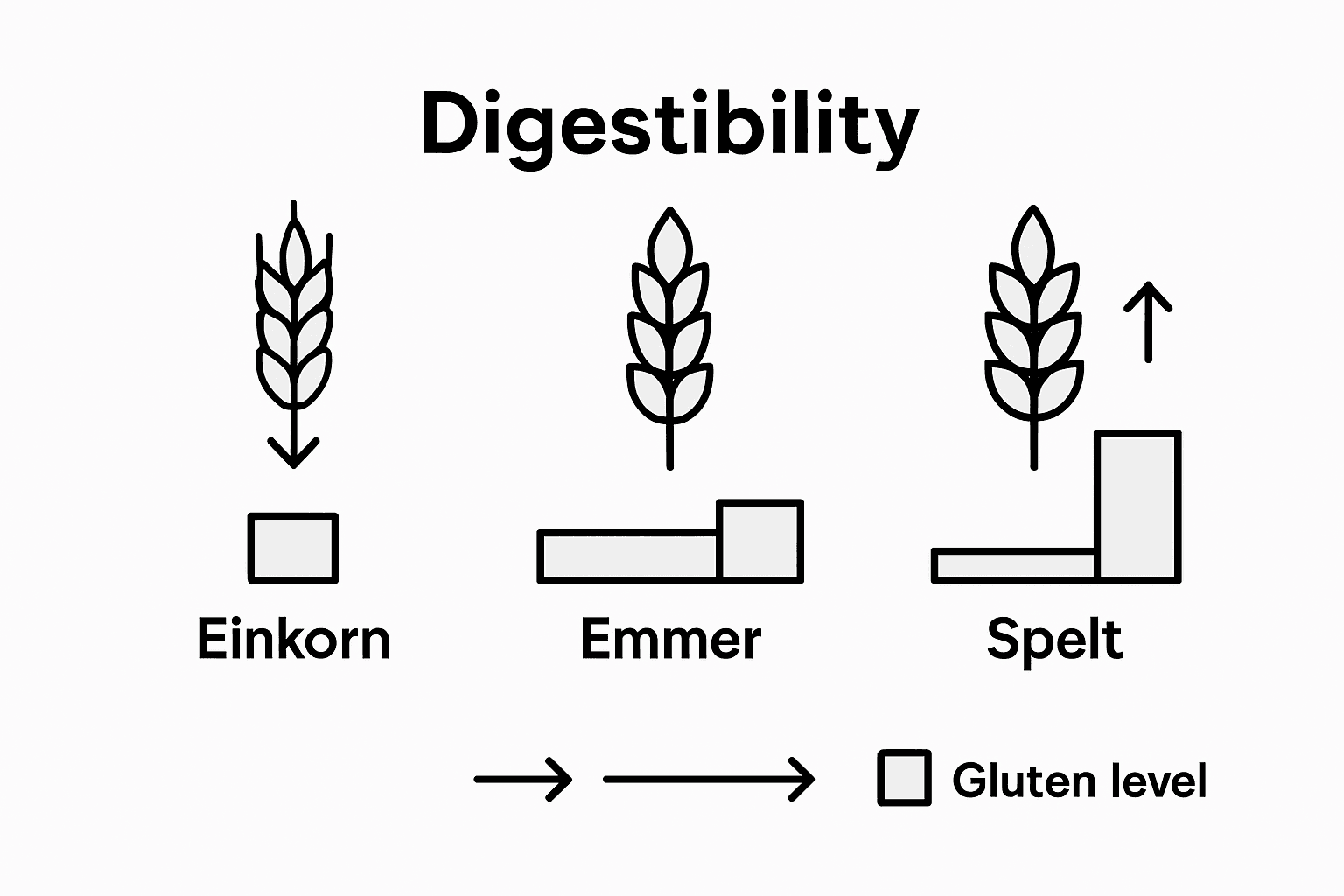 Infographic comparing gluten in major ancient grains