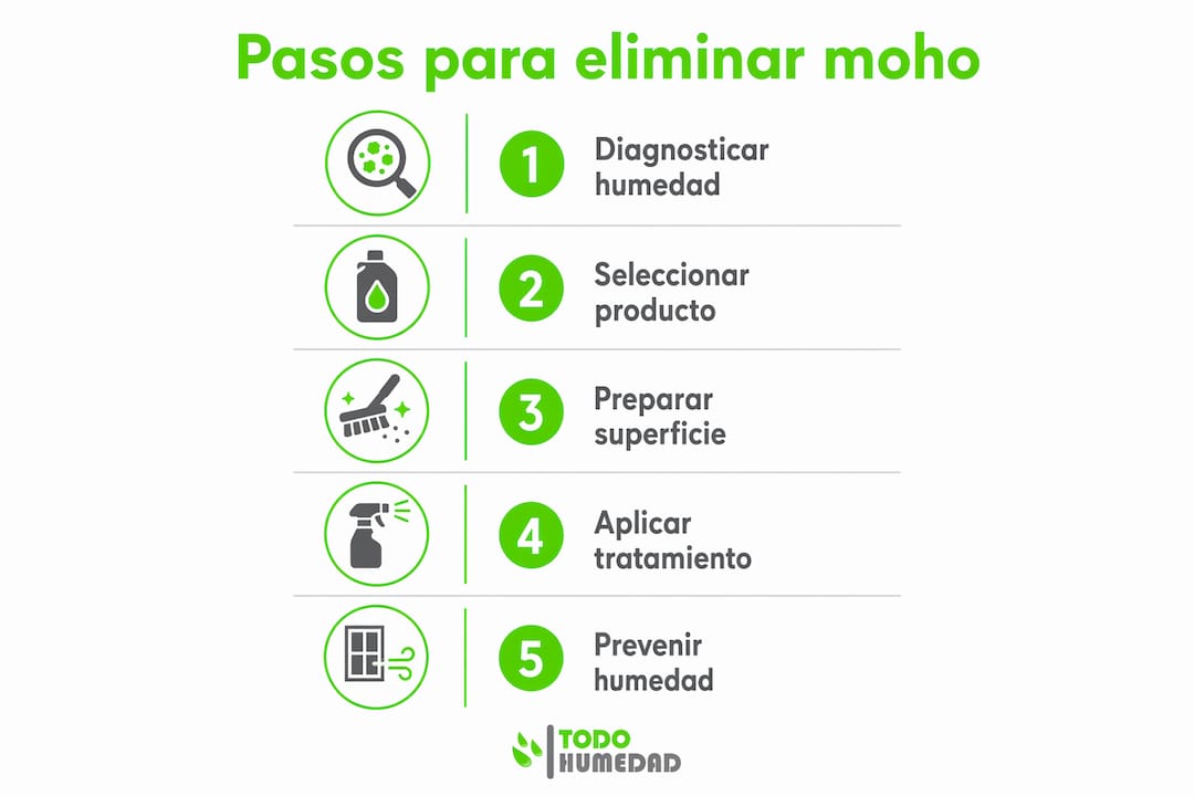 Infografía: cómo eliminar el moho de las paredes para siempre, paso a paso