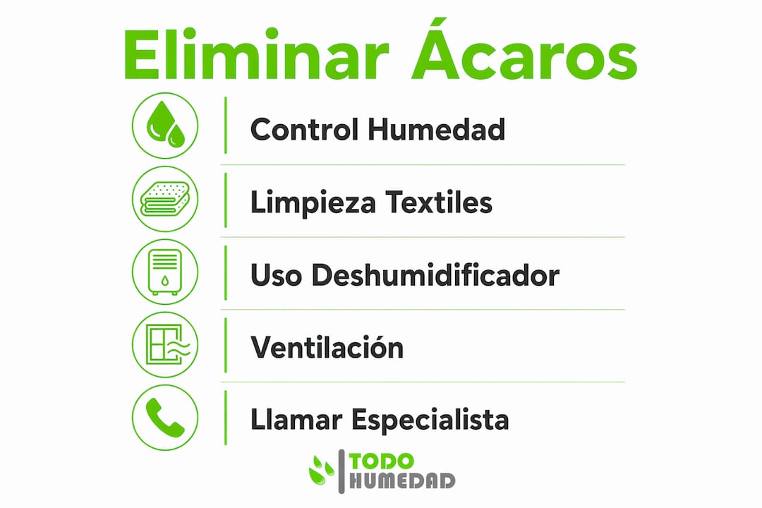 Infografía vertical: guía práctica para eliminar los ácaros provocados por la humedad paso a paso