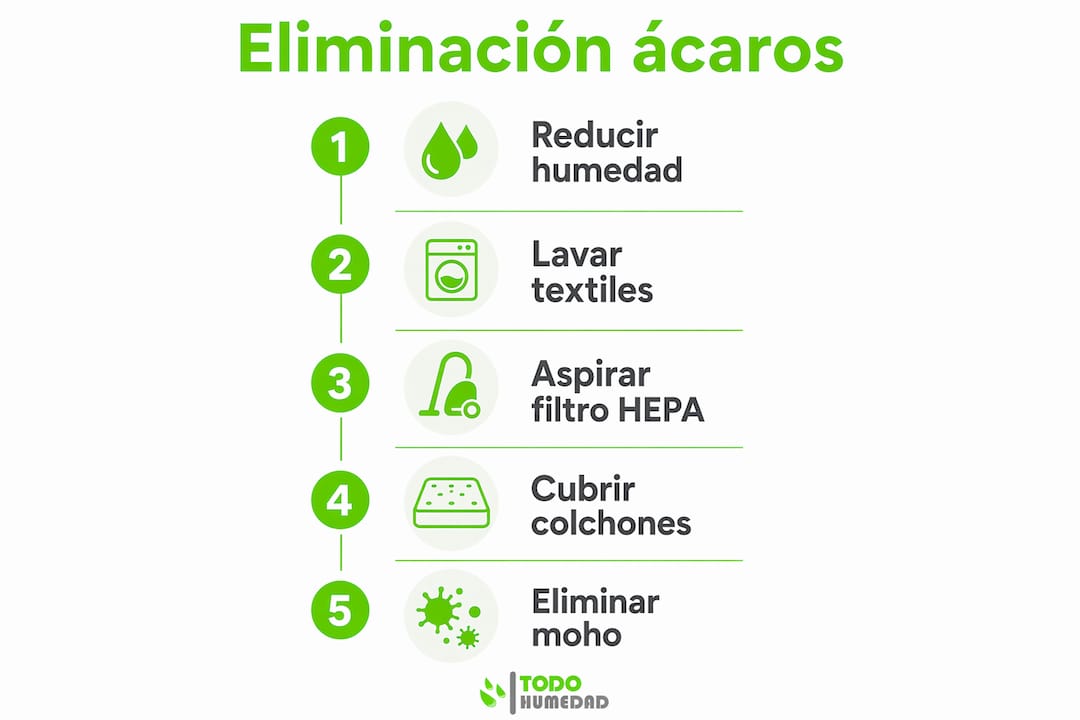 Infografía: cómo eliminar los ácaros y mantener la humedad bajo control en casa