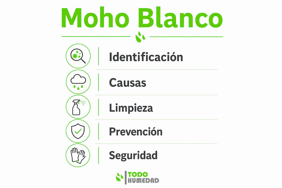 Guía visual sobre las causas del moho blanco y cómo eliminarlo