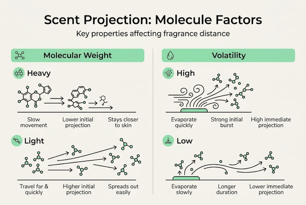 Infographic showing scent projection molecule factors