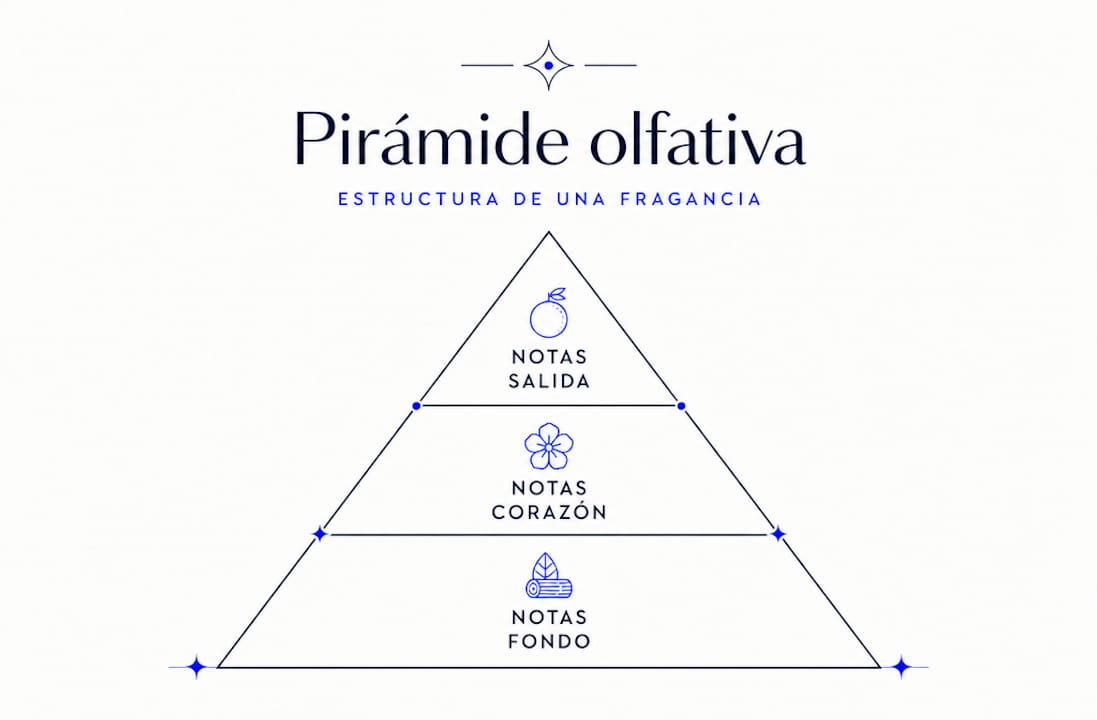 Infografía sobre la estructura de la pirámide olfativa de un perfume