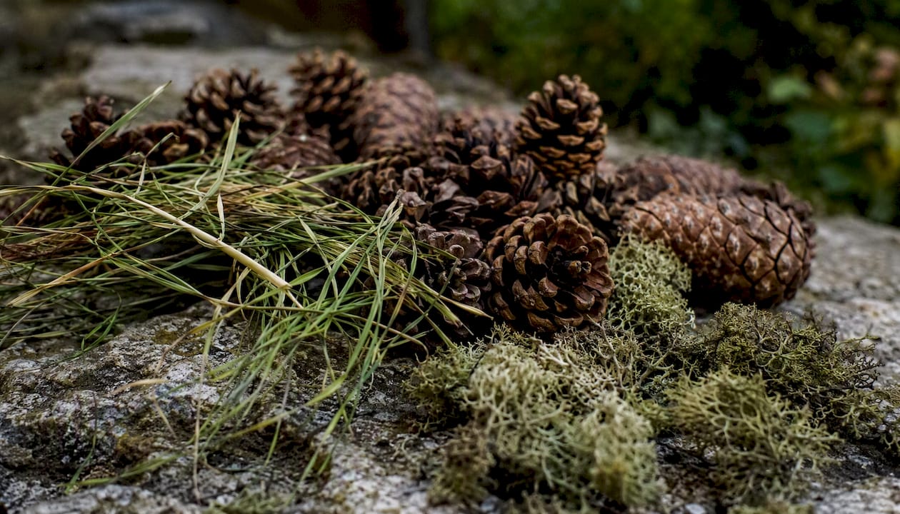 Forest botanical fragrance ingredients close-up