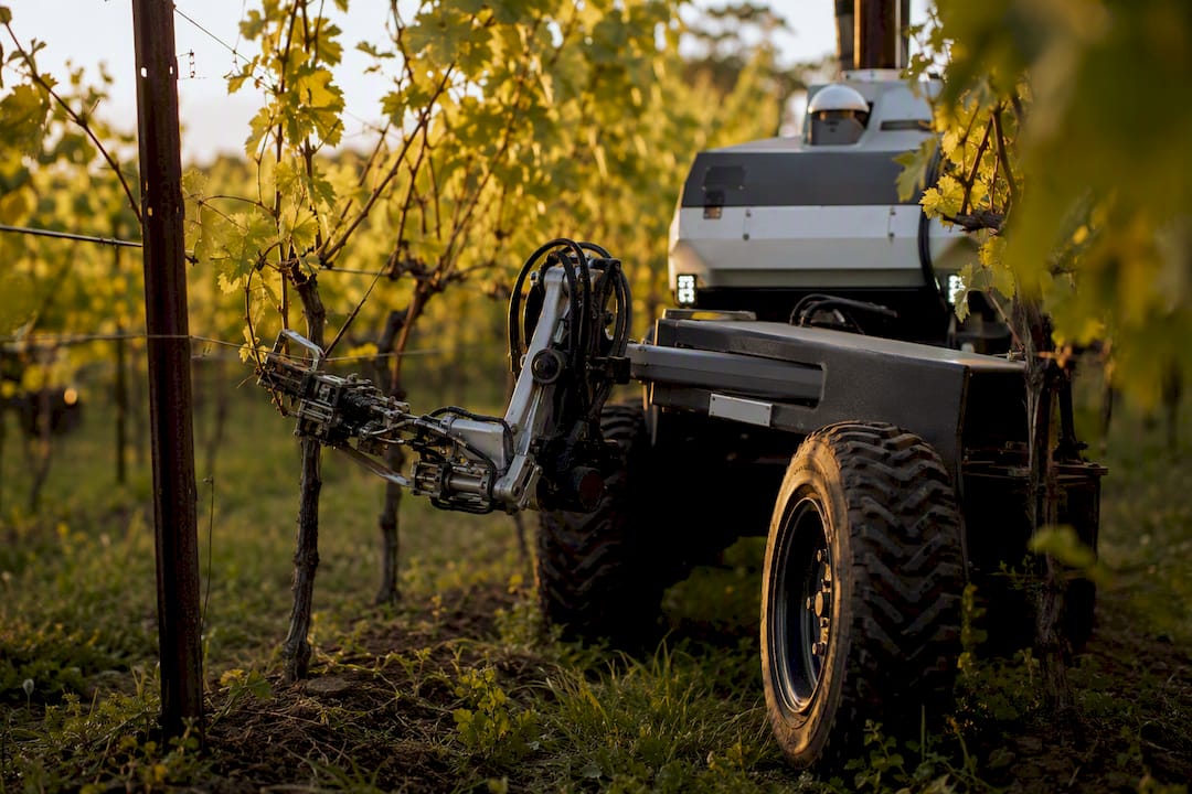 Potatura dei vigneti con macchinari agricoli semirobotici