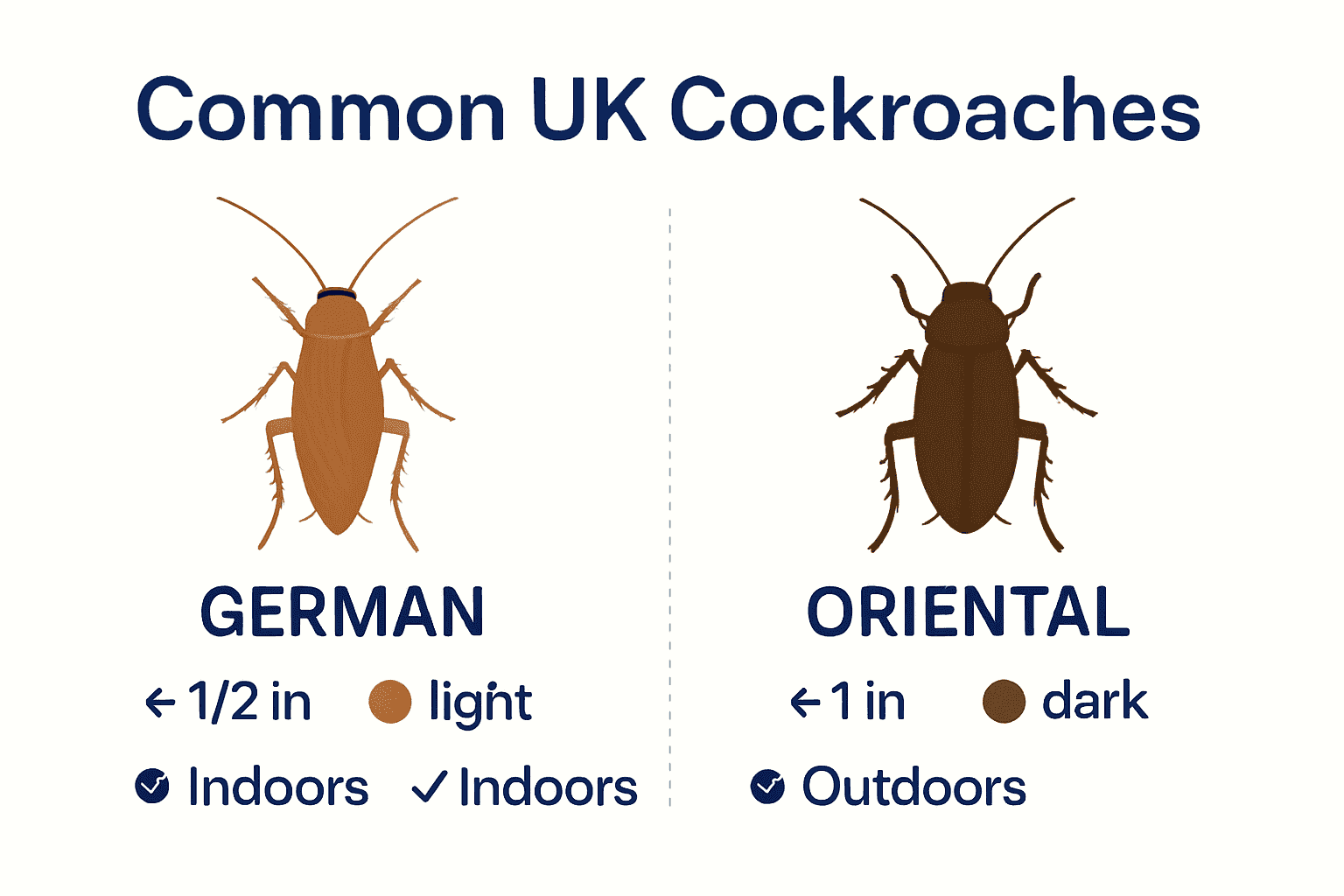 Infographic comparing German and Oriental cockroach types found in UK homes.