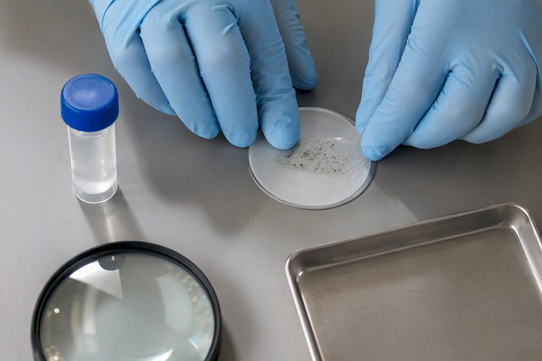 Tape-lift sample prepared for mold testing