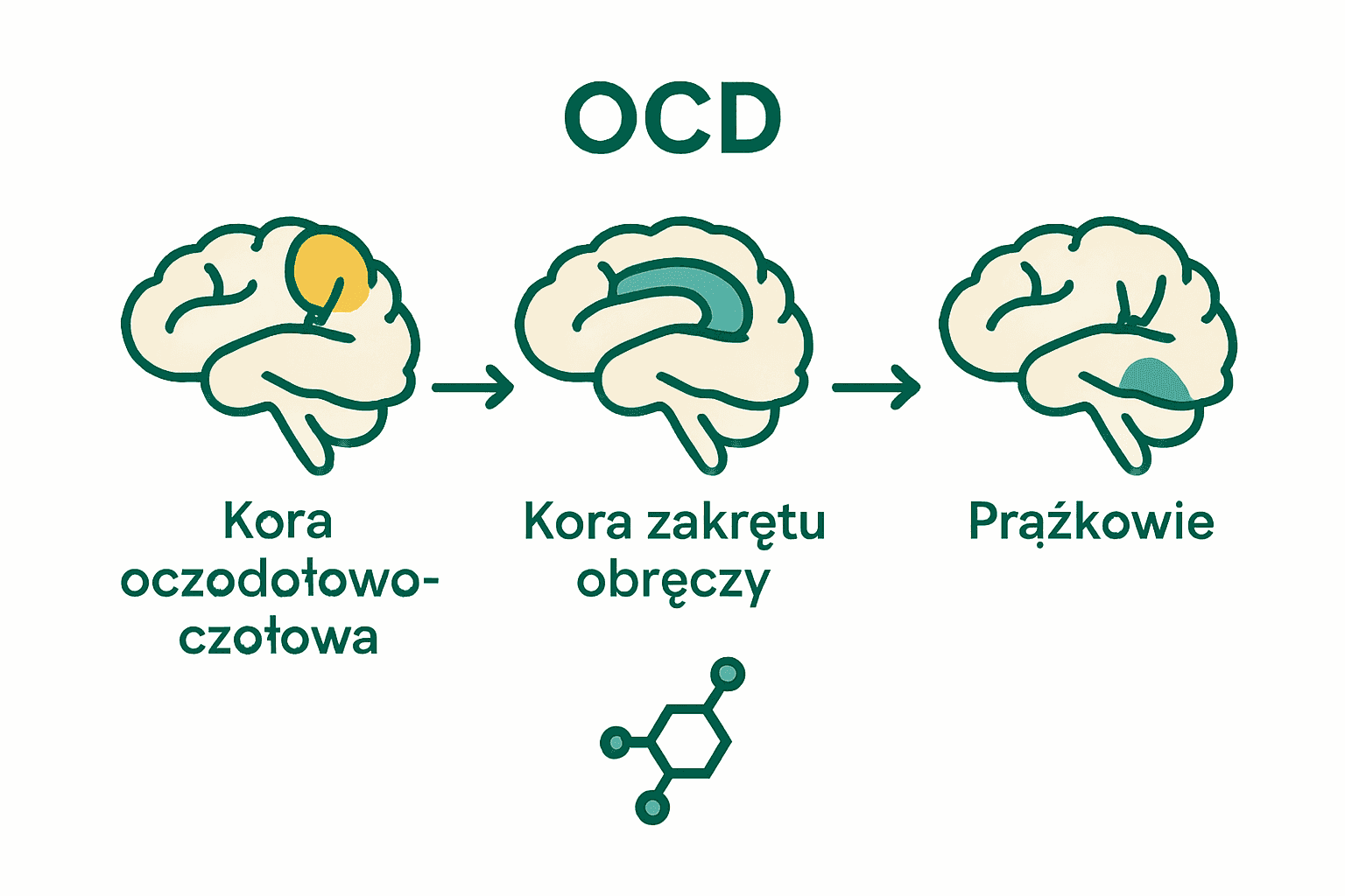 Infografika z zaznaczonymi obszarami mózgu związanymi z OCD