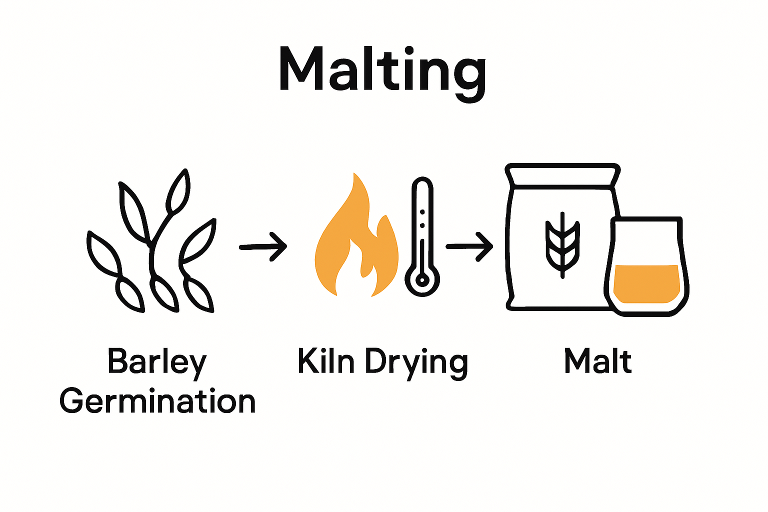 Malting stages in whisky production infographic