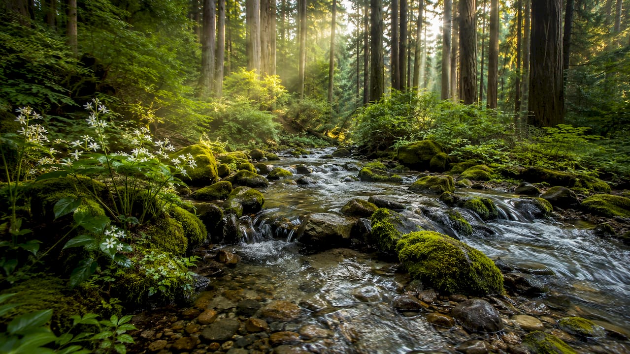 Mountain spring water flowing in Japanese forest