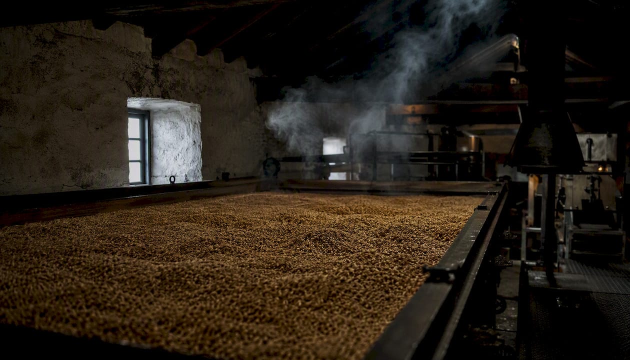 Smoky barley drying in whisky kiln