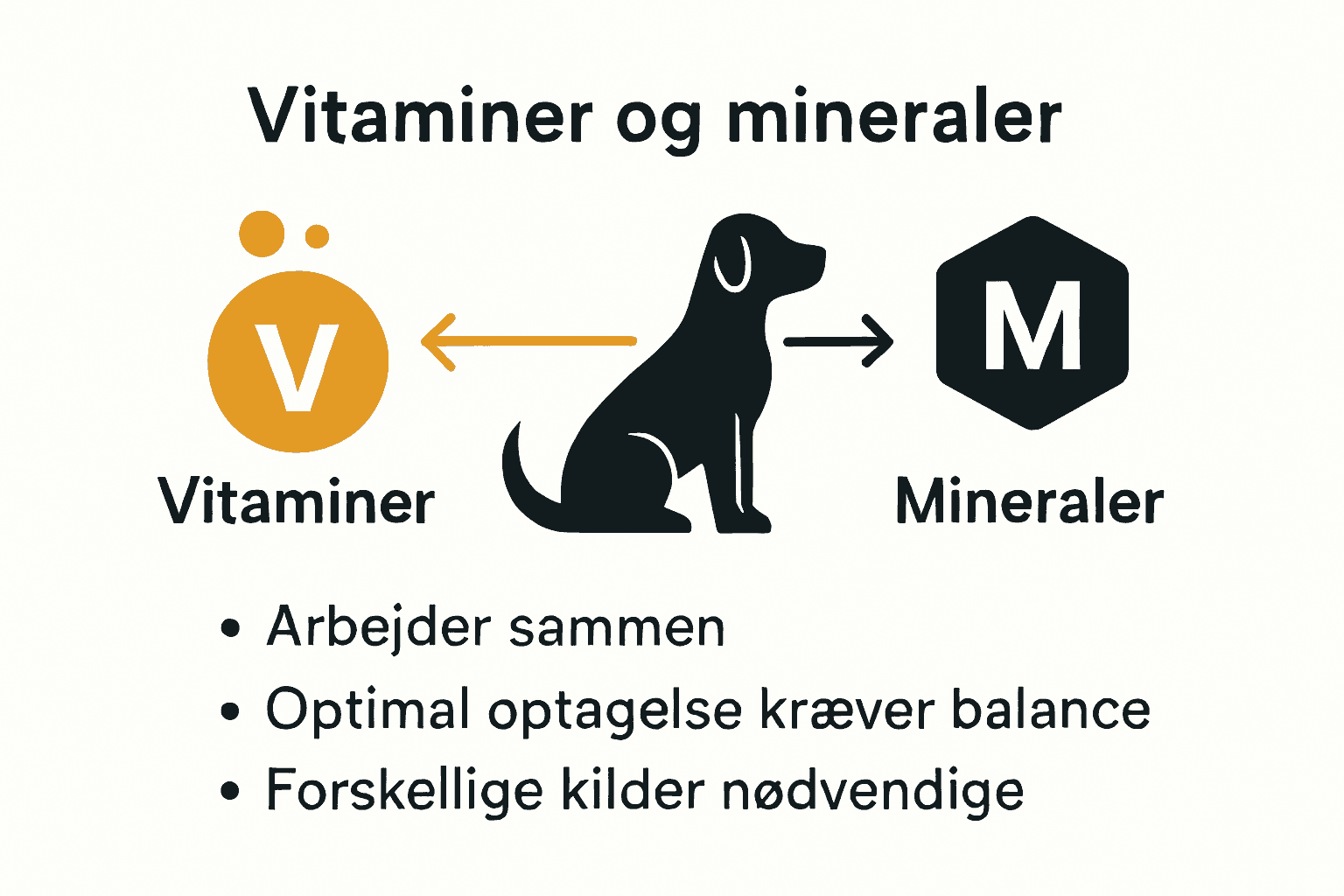 Infografik der viser samspillet mellem vitaminer og mineraler for hundes sundhed.