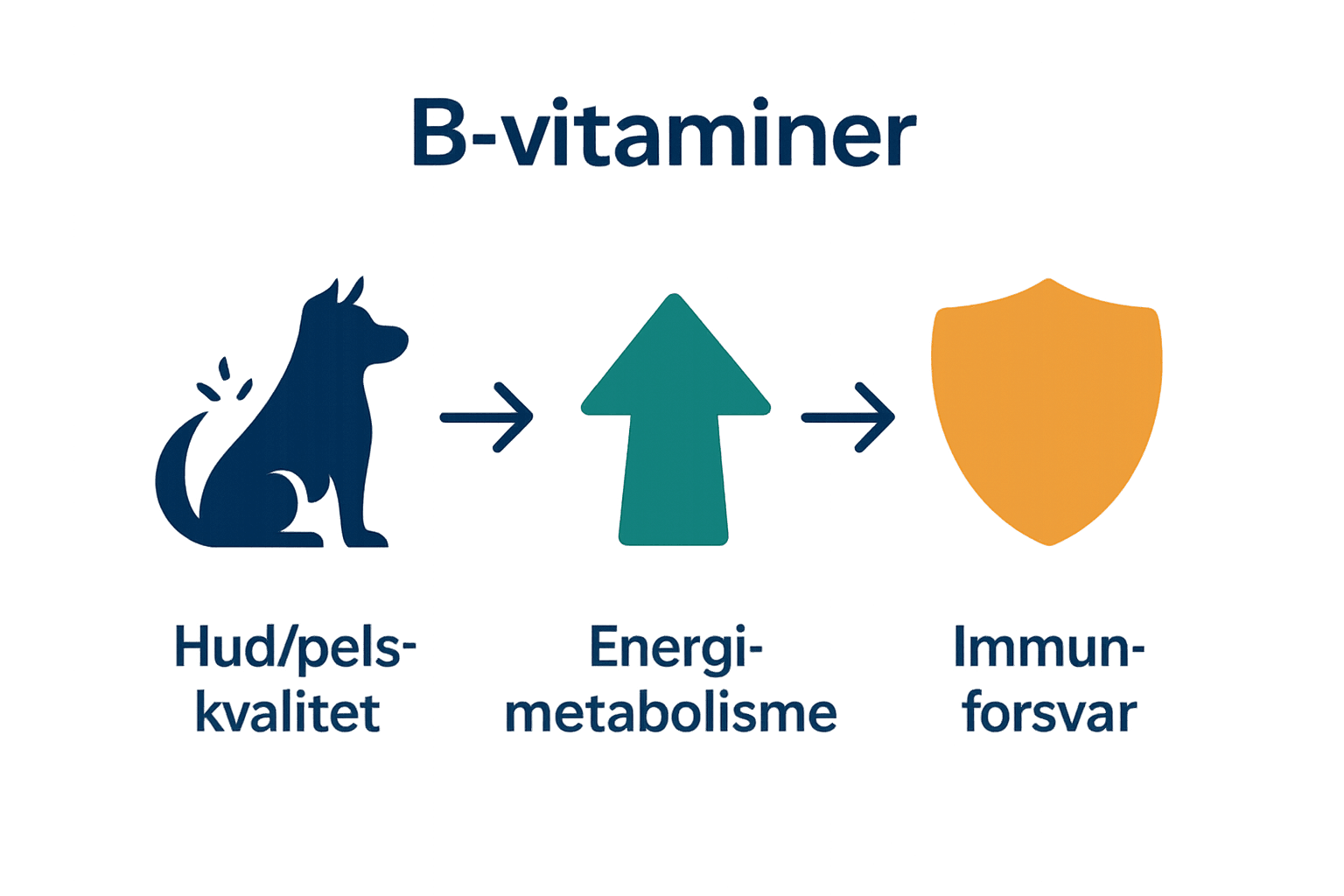 Infografikk viser hvordan B-vitaminer støtter pels, energi og immunforsvar hos hunder.