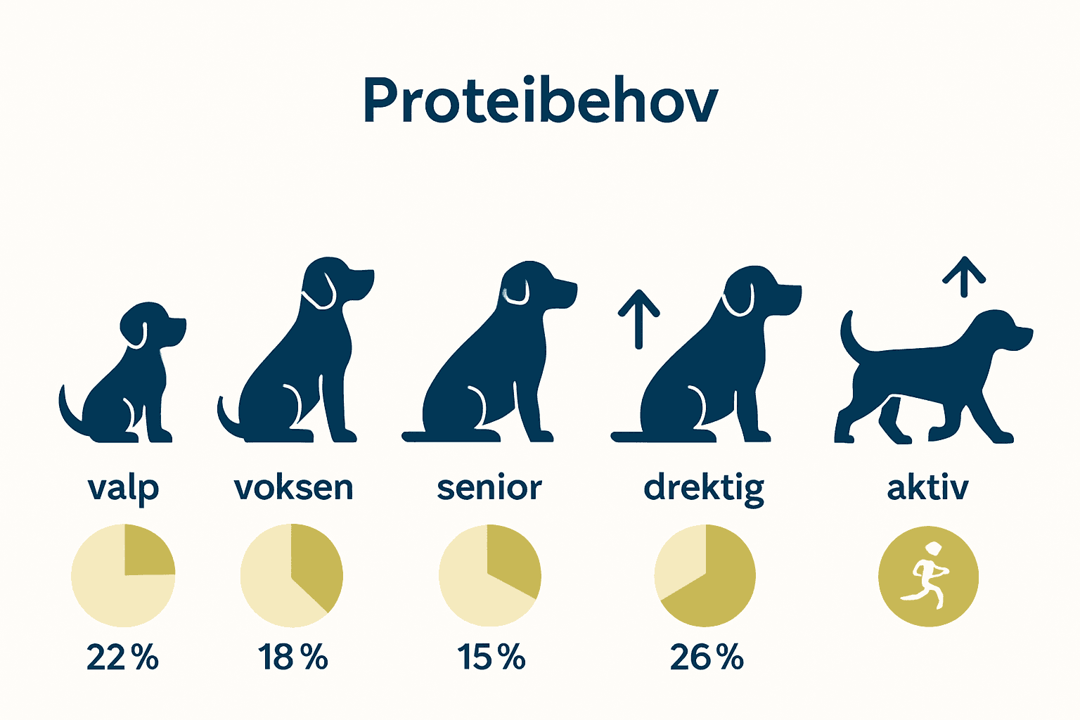 Infografikk som sammenligner proteinbehov for hunder i ulike livsstadier.