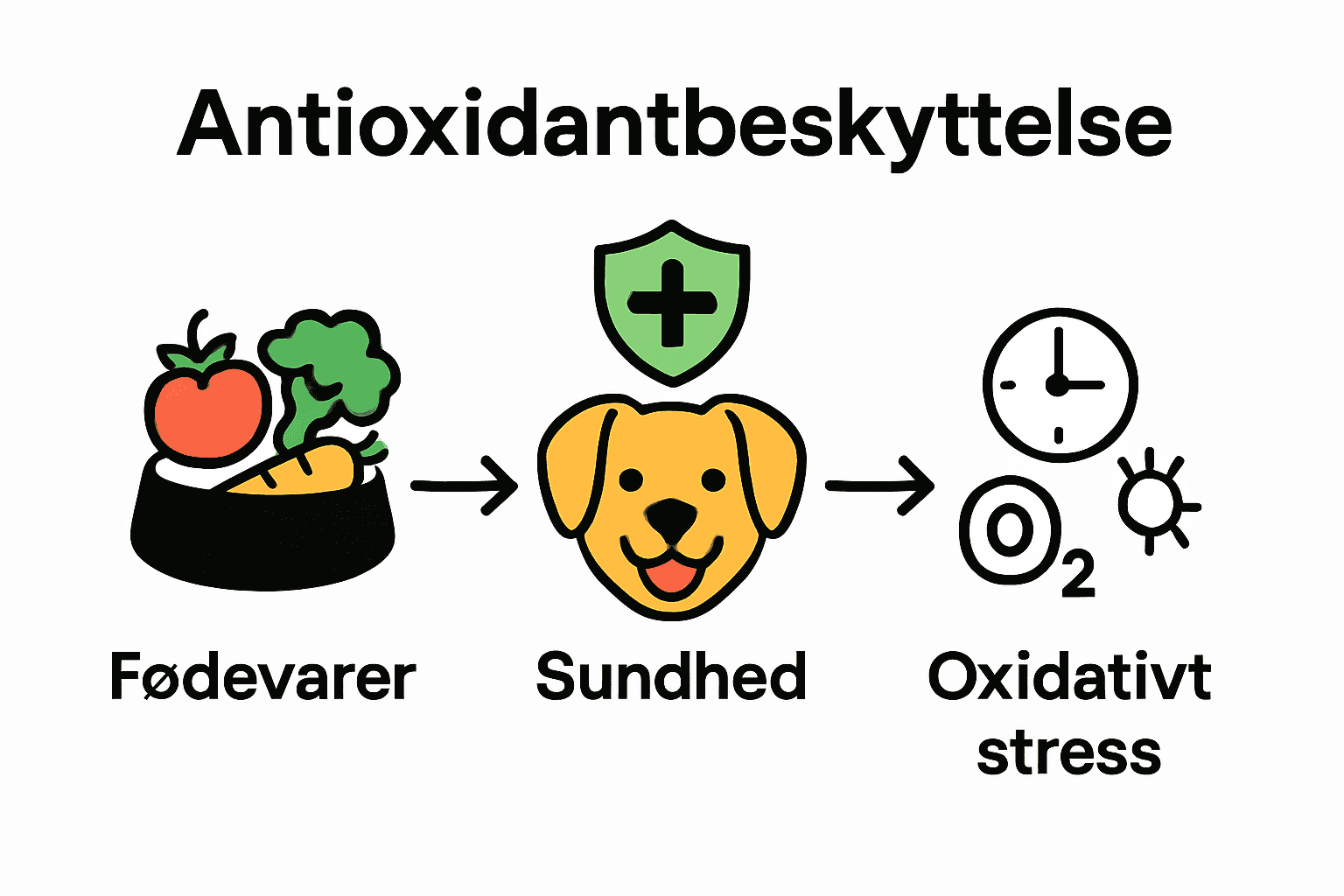 Infografik over antioxidanter, fødekilder og sundhedsfordele for hunde