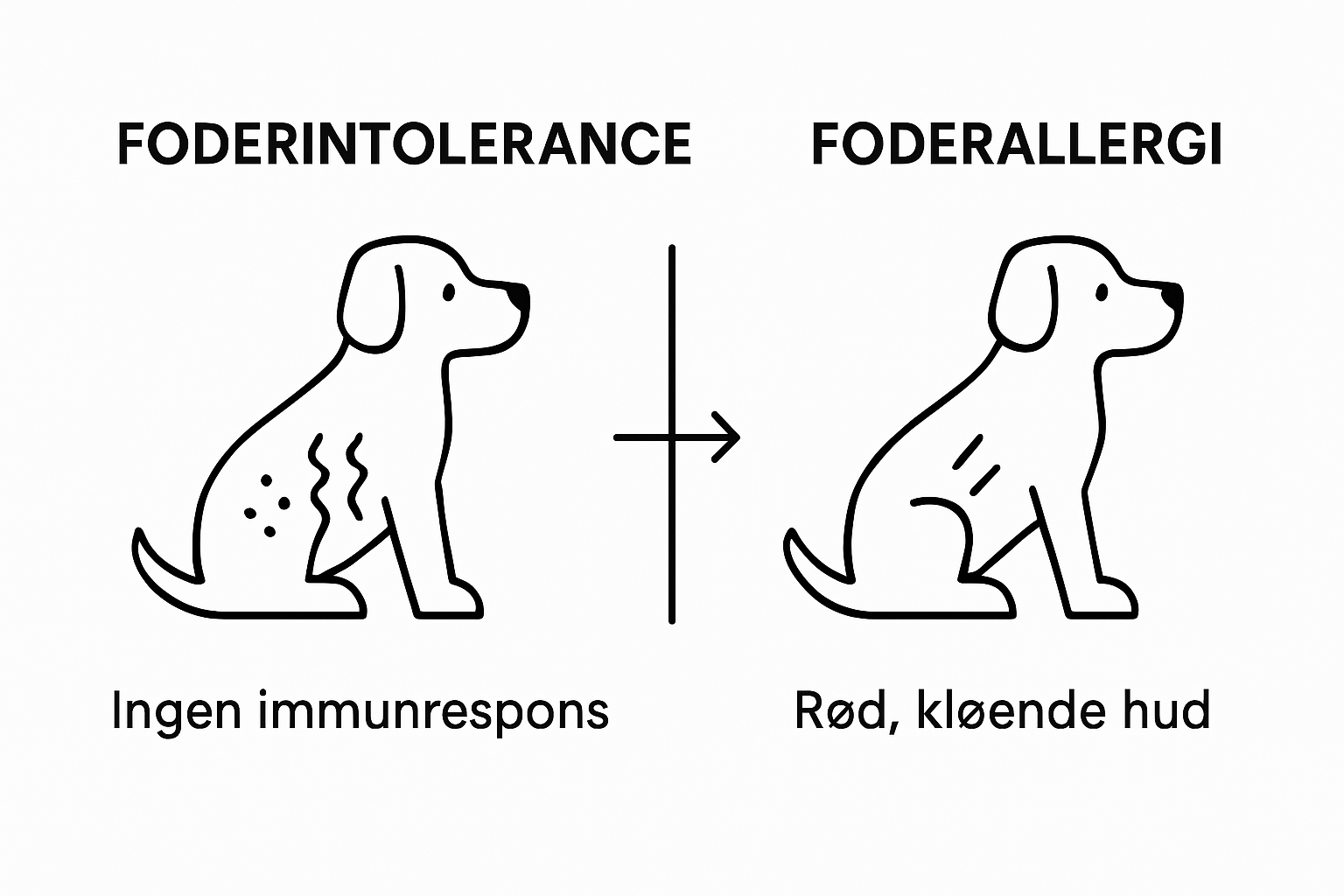 Grafik: Sådan kender du forskel på allergi og intolerance hos hunde