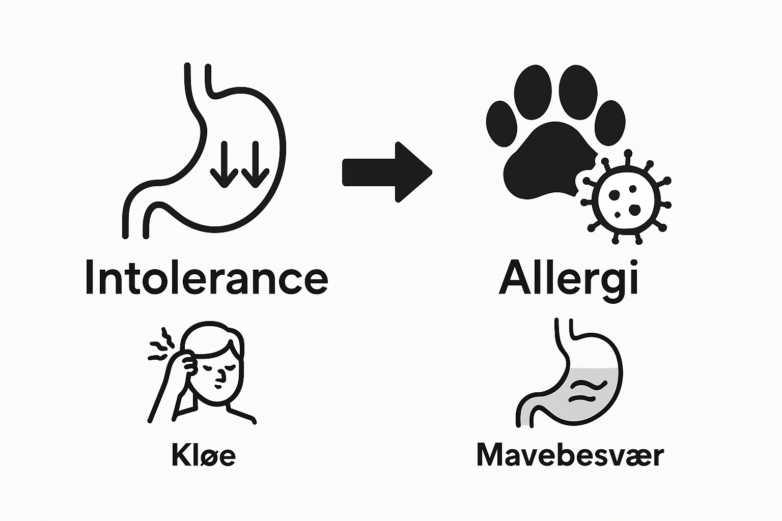 Grafisk oversigt: Sådan kender du forskel på allergi og intolerance hos hunde