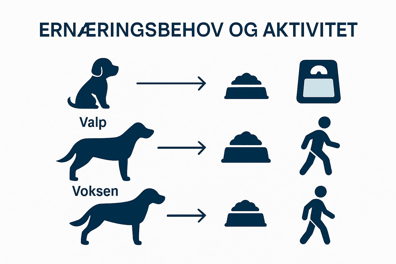 Infografikk: Slik bør hunden din få næring gjennom ulike livsfaser