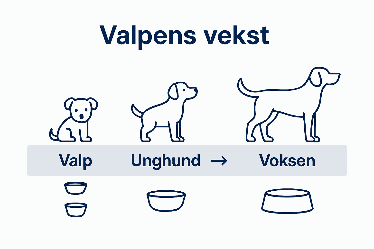 Illustrasjon som viser hvor mye valpen bør få å spise i ulike aldre