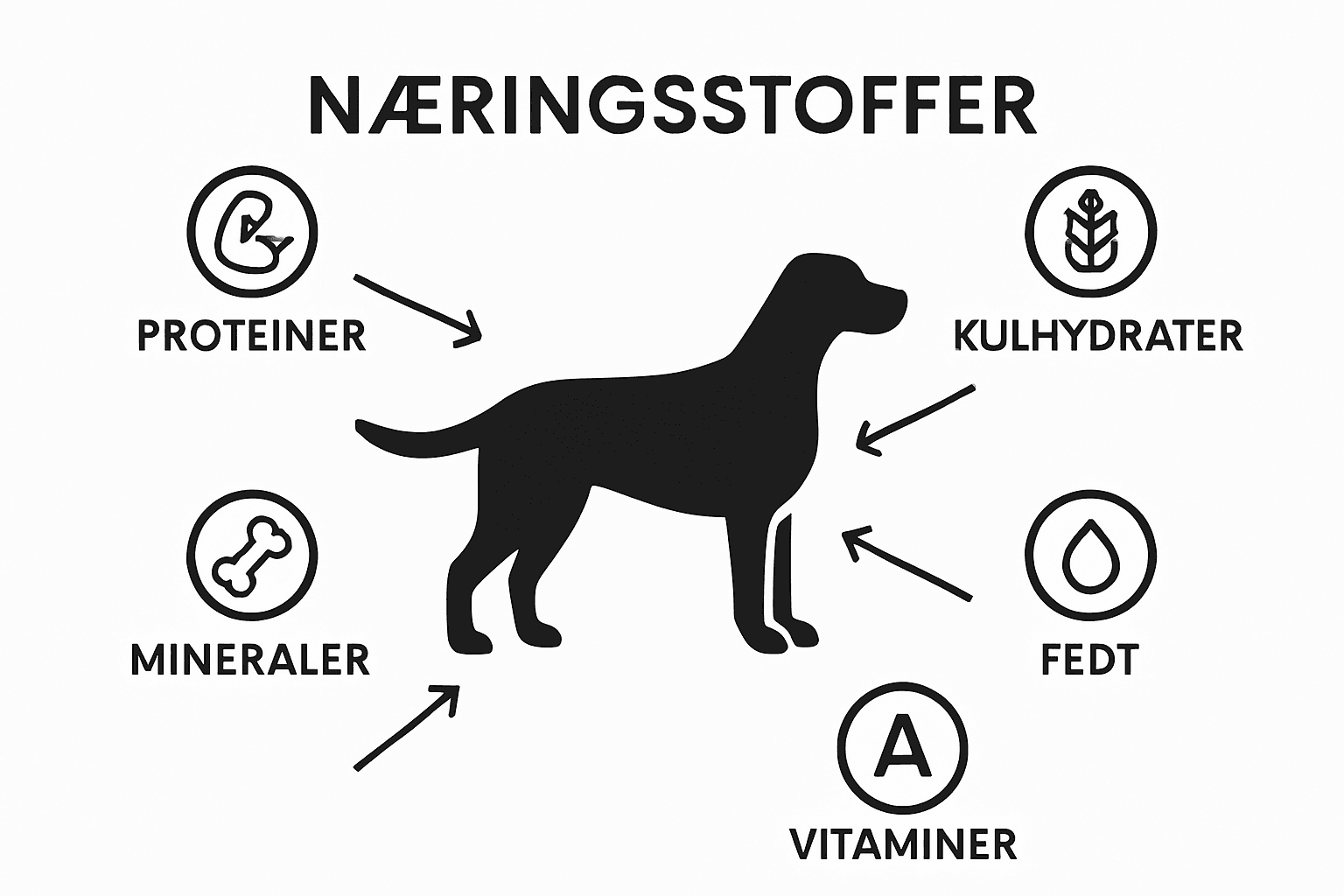 Infografik: Overblik over hundens næringsstoffer og deres positive effekter