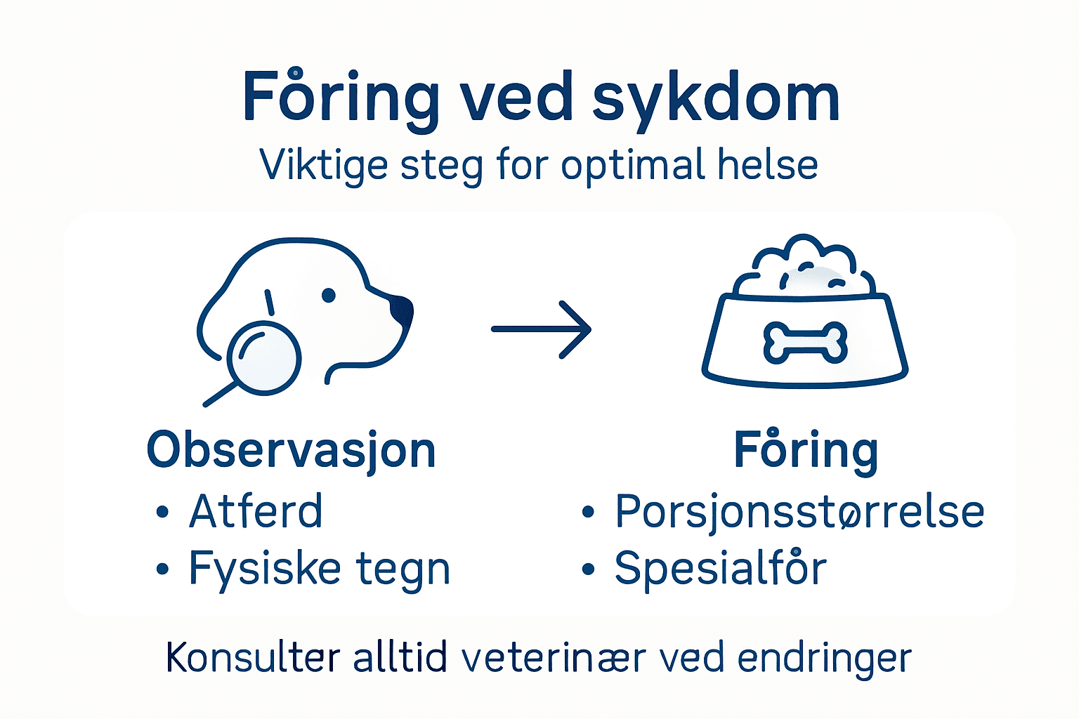 Infografikk: Viktige tips for å gi mat til en syk hund