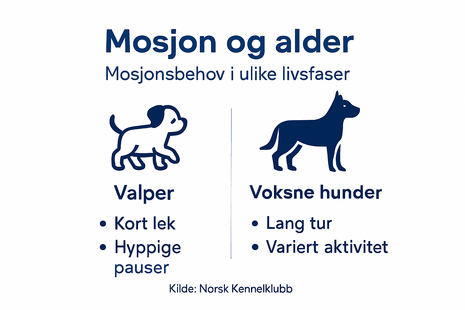 Infografikk: Hvordan tilpasse mosjon etter hundens alder