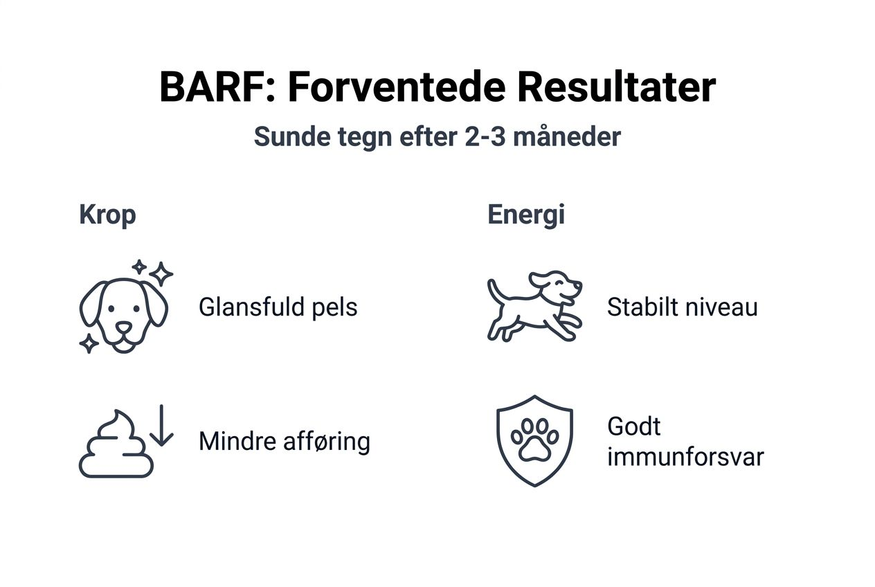 Oversigt: Sådan påvirker BARF-foder din hund