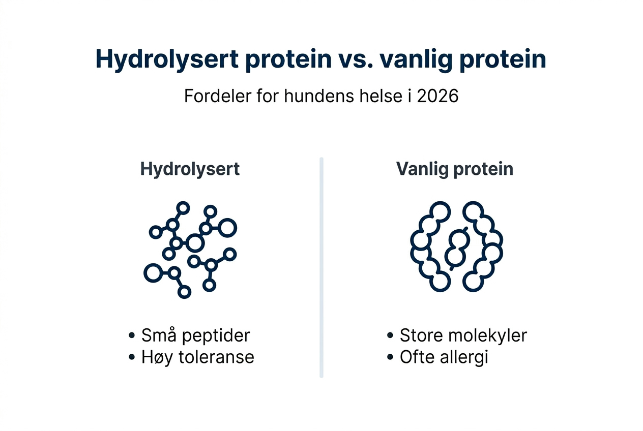 Se hvordan hydrolysert protein kan gi deg fordeler – infografikken gir deg oversikt over de viktigste punktene.