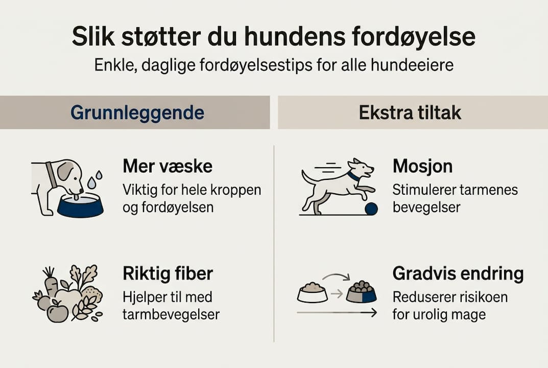 Infografikk: Slik kan du hjelpe hunden med en sunnere fordøyelse