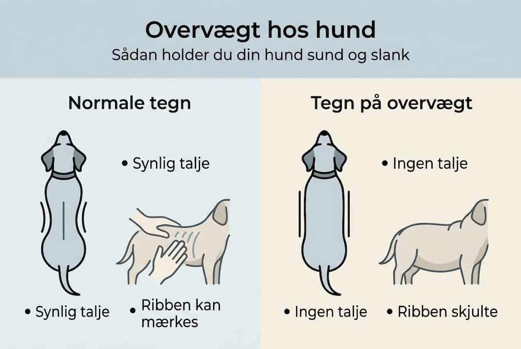 Grafik: Sådan tjekker du, om din hund vejer det, den skal