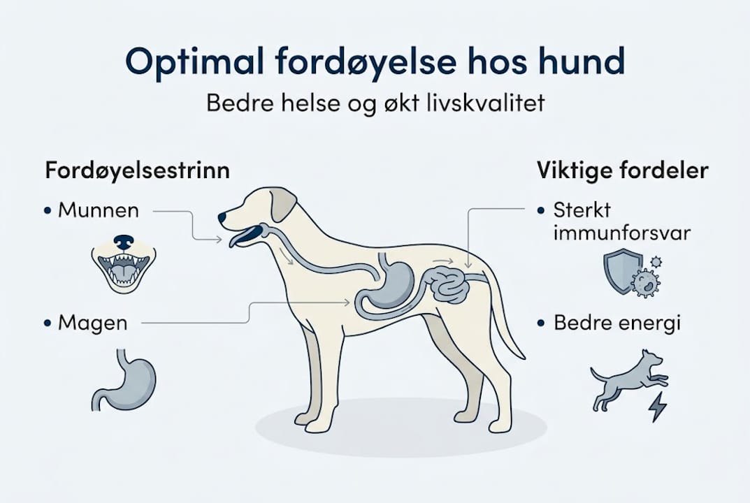 Infografikk: Slik fungerer hundens fordøyelse – steg for steg og hvorfor det er viktig