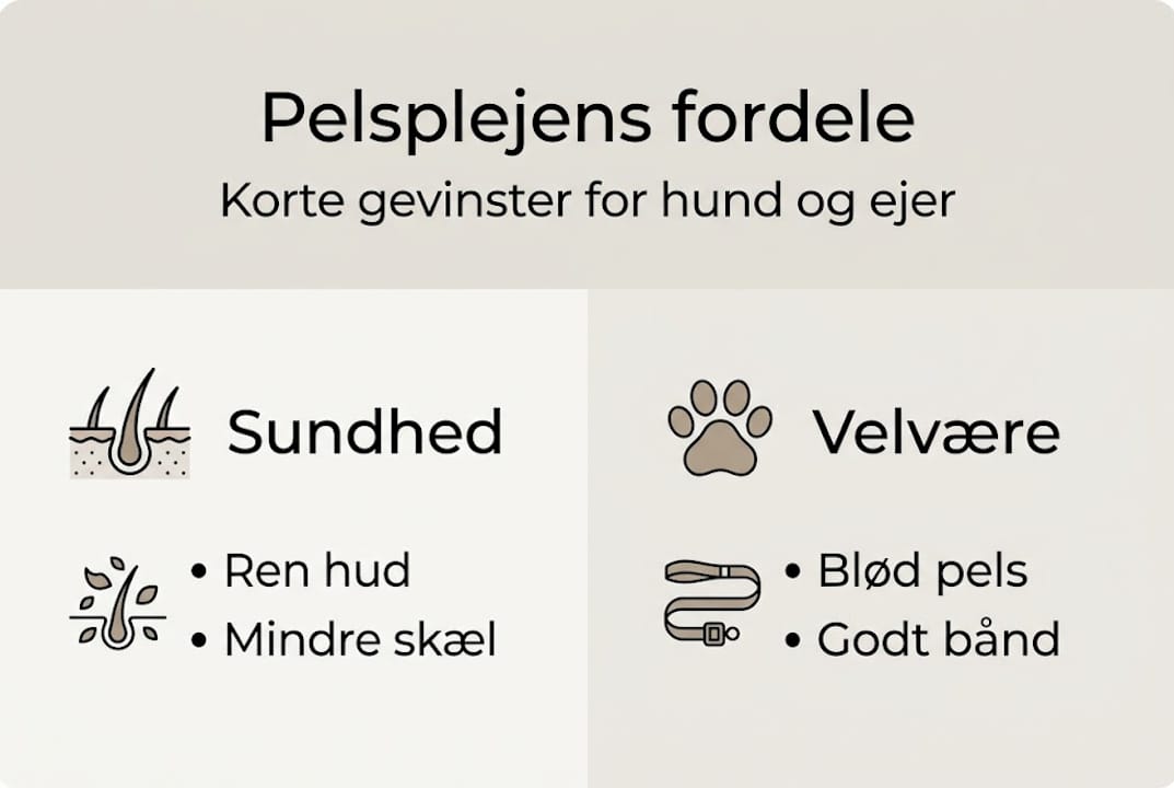 Grafisk oversigt: Derfor er pelspleje vigtigt