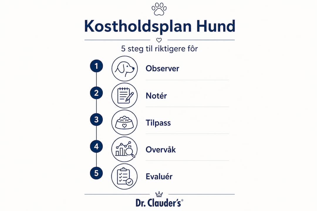 Slik skreddersyr du hundens kosthold – en oversikt i infografikk