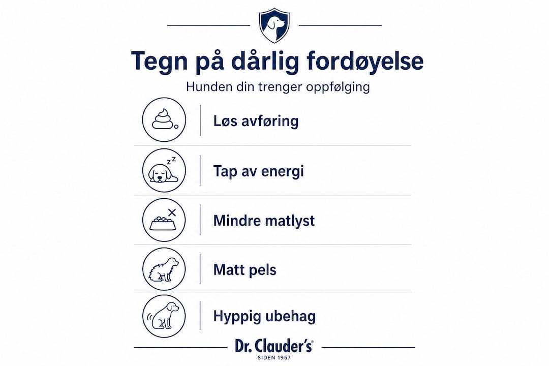 Infografikken gir deg oversikt over vanlige symptomer på dårlig mage og fordøyelsesproblemer hos hunder.