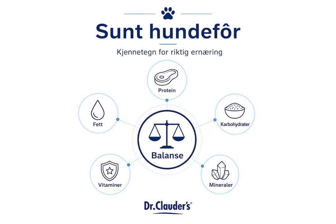 Infografikk: Dette bør du se etter i sunt hundefôr