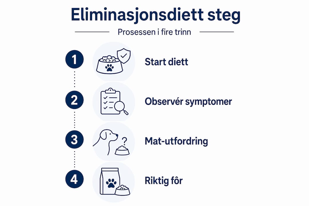 Infografikk: Eliminasjonsdiett for hund – fire enkle trinn