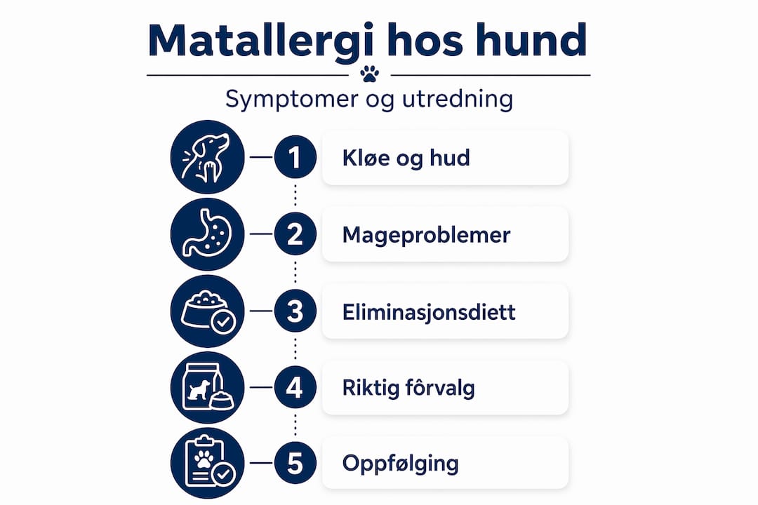 Slik håndterer du matallergi hos hund – en trinnvis guide i infografikk