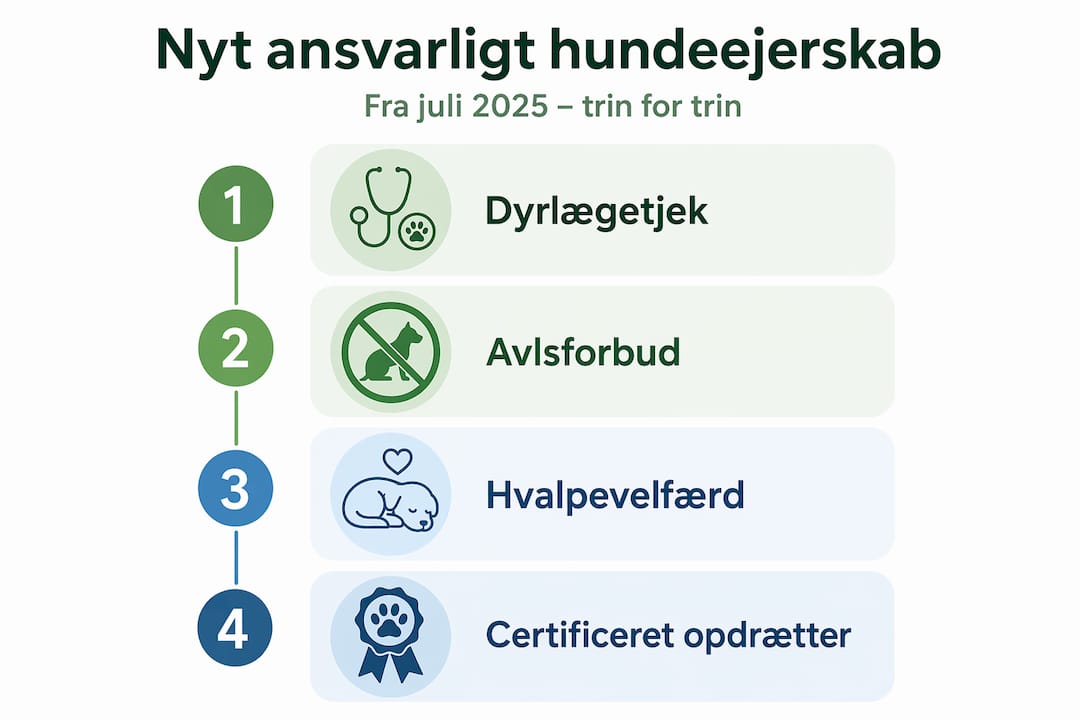 Grafisk oversigt: Sådan bliver du en ansvarlig hundeejer – trin for trin