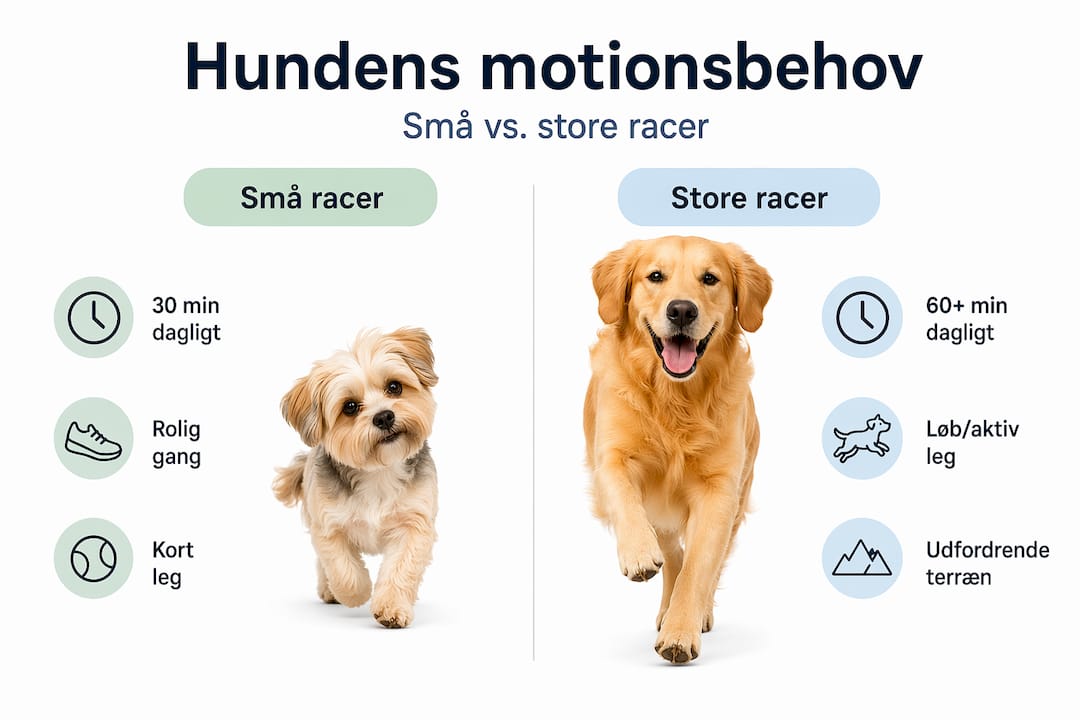 Se vores infografik, hvor vi sætter fokus på forskellen i motionsbehov mellem små og store hunde.