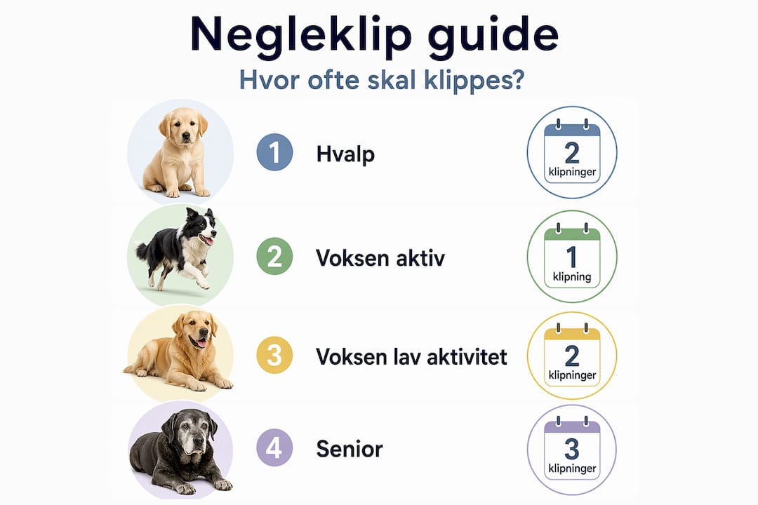 Oversigt: Hvor ofte skal du klippe din hunds negle?