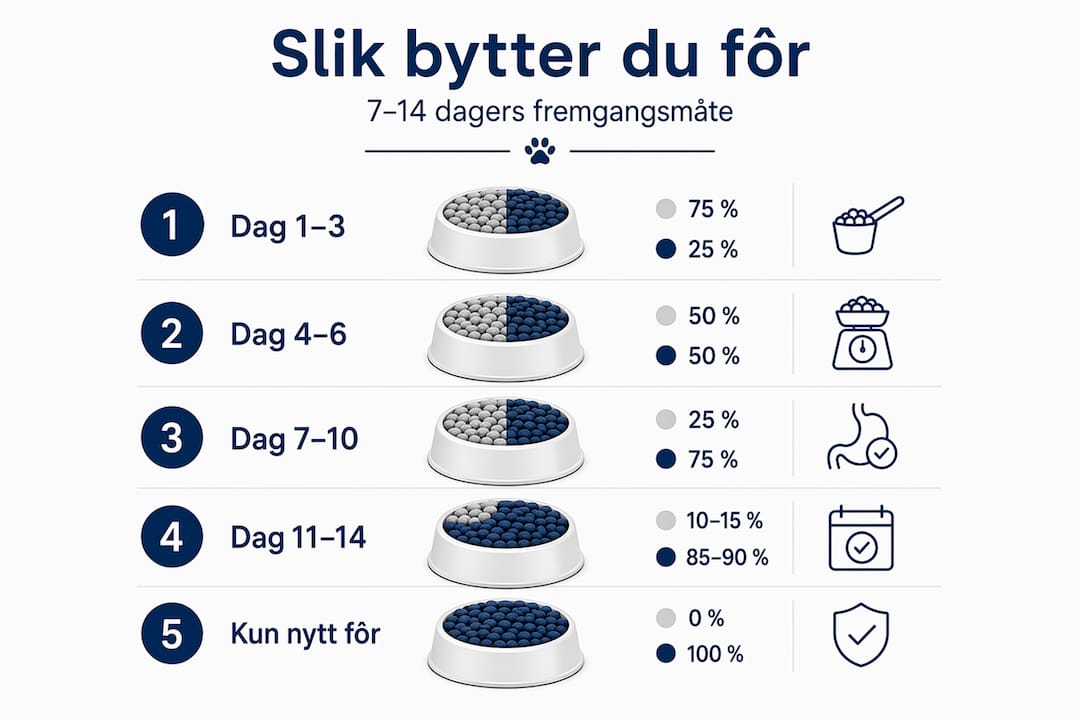 Oversikt: Slik går du frem når du skal bytte fôr til hunden din – steg for steg