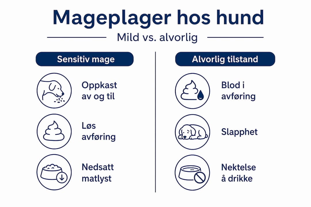 Denne infografikken viser forskjellen på milde og alvorlige mageproblemer hos hunder.